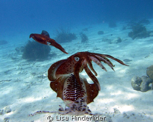 Male squid flashing colors & posturing for nearby female'... by Lisa Hinderlider 
